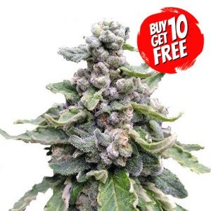 Tropicana Cookies Cannabis Seeds - Buy 10 Get 10 Free Seeds