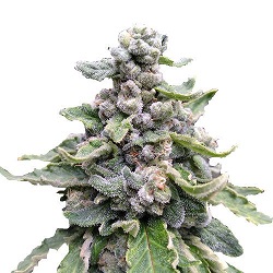 Tropicana Cookies Feminized Cannabis Seeds