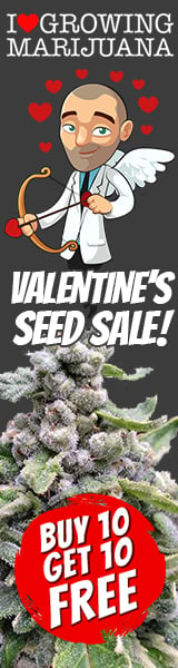 Valentines Day Cannabis Seeds Sale