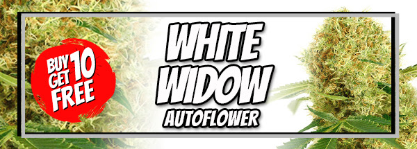 White Widow Autoflower Buy 10 Get 10 Free