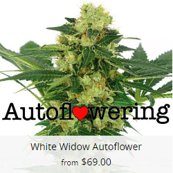 White Widow Autoflower Seeds