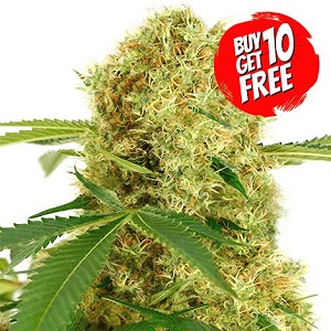 White Widow Cannabis Seeds - Buy 10 Get 10 Seeds Free